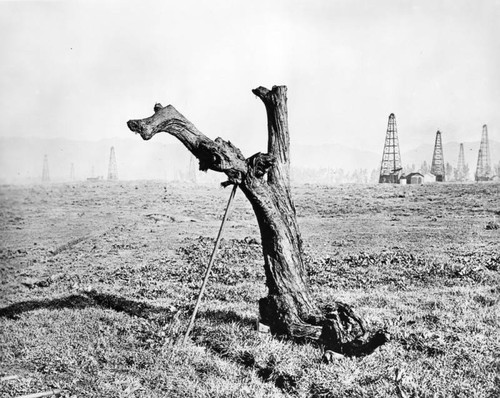 Petrified tree at La Brea pits digs