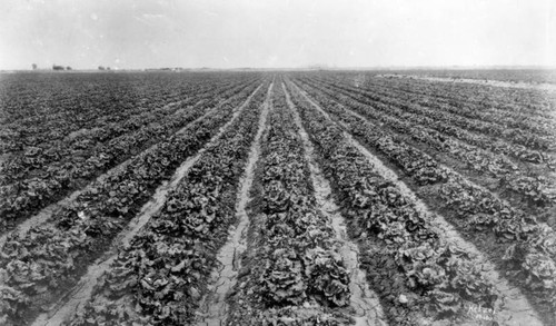 Field of lettuce