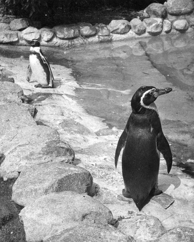 Penguin in California