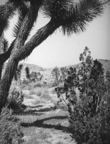 Joshua tree, Mojave Desert