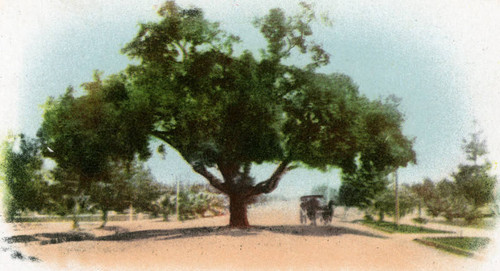 Orange Grove Ave. tree, Pasadena