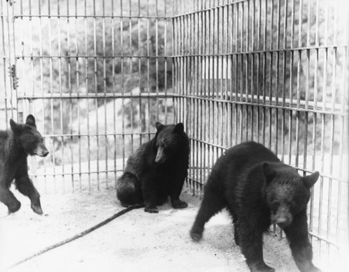 Bears in zoo