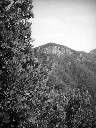 Trees and hills in Topanga Canyon