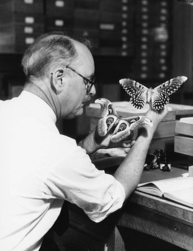 Giant moth specimens