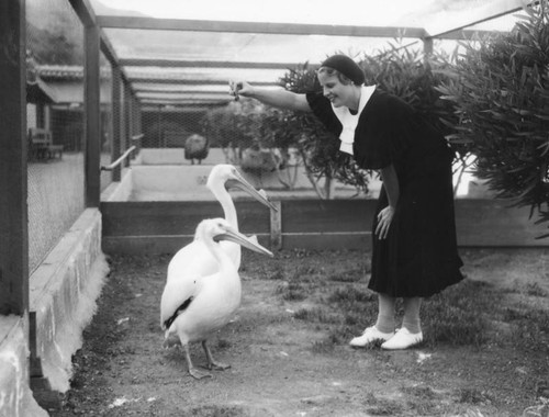 Hand-feeding pelicans