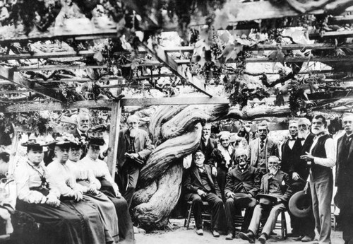 Largest grape vine, Carpinteria