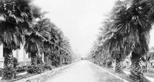 Palm Avenue and Adams Street