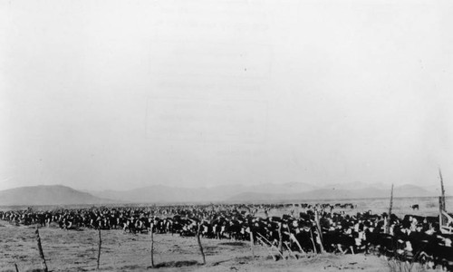 Cowboys herding cattle