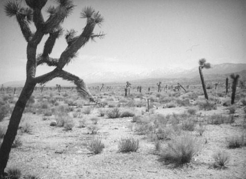 Joshua trees and snow capped mountains, Mojave Desert