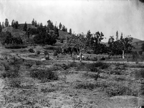 Orchard above Franklin Avenue