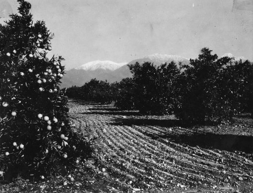 Orange groves and the San Gabriels