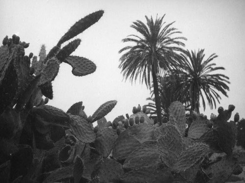 Cacti and palm trees