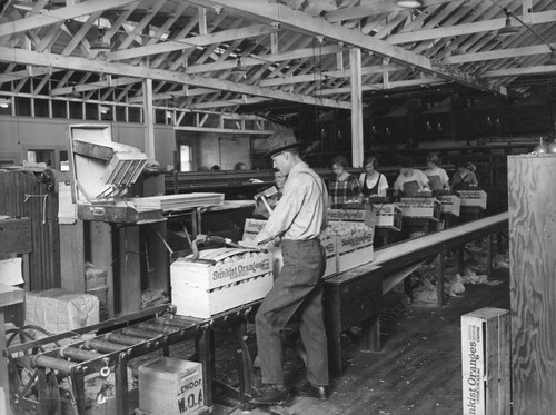 Sorting and packing Sunkist oranges