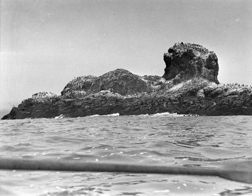 Seals on rock