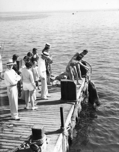 Catalina sea lion feeding