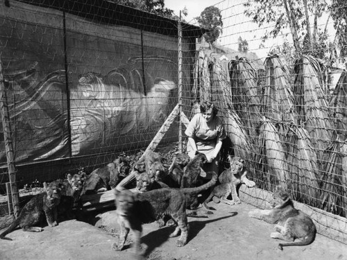 Young lions, Gay's Lion Farm, view 2