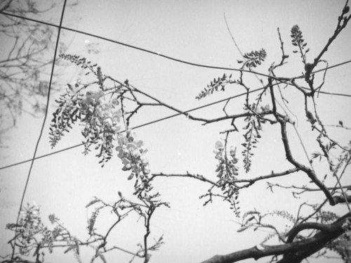 Wistaria Vine in bloom, Sierra Madre