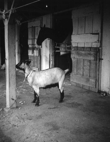 Goat and horse at the Los Angeles County Fair