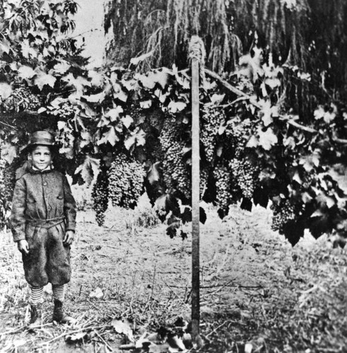 Boy under a grape vine