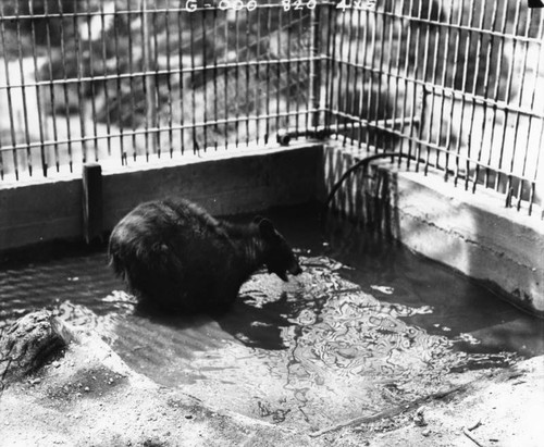 Bear in zoo