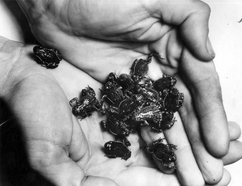 Horde of tiny toads toddling their tour near San Fernando