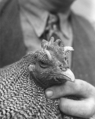 Man holding chicken