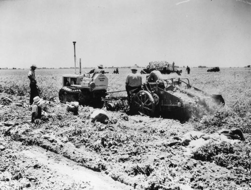 Harvesting potatoes