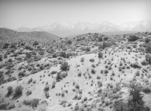 Mojave Desert landscape