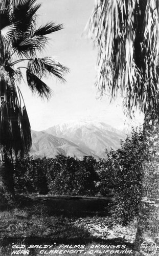 Oranges, palms, snowy mountain