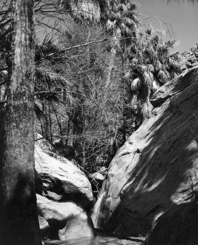 Anza-Borrego's a wild, wild desert