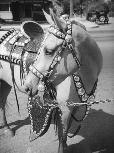 Decorated saddle and harnesses