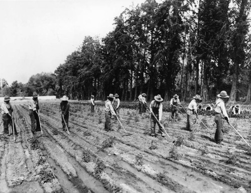 American Indian students working in Sherman Institute garden