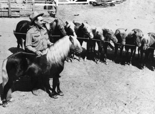 Ponies stand head-to-head with trainer