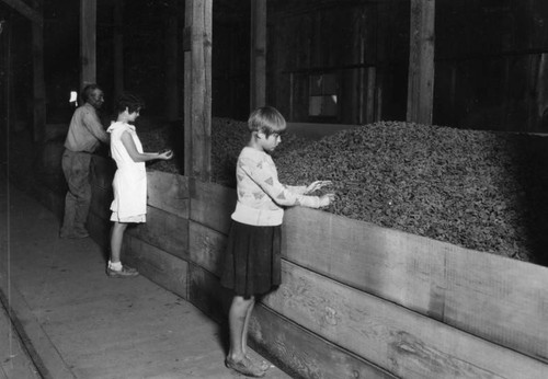 Processing apricots