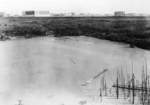 View of tar pit pond