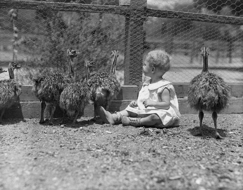 Toddling ostriches and child