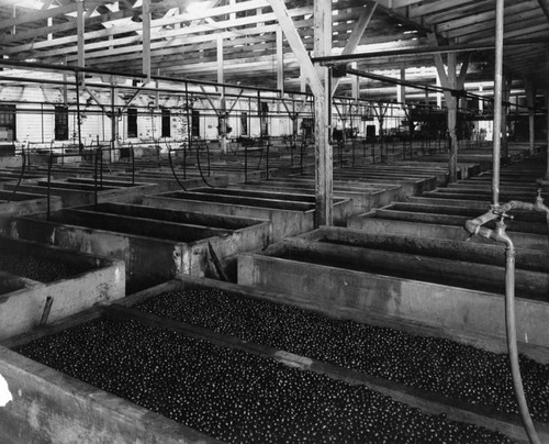 Olive canning plant