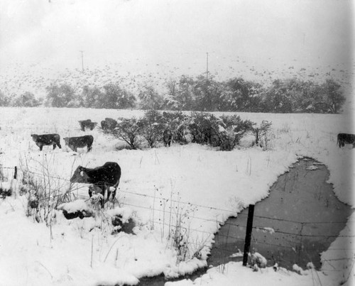 Cattle dig for grub