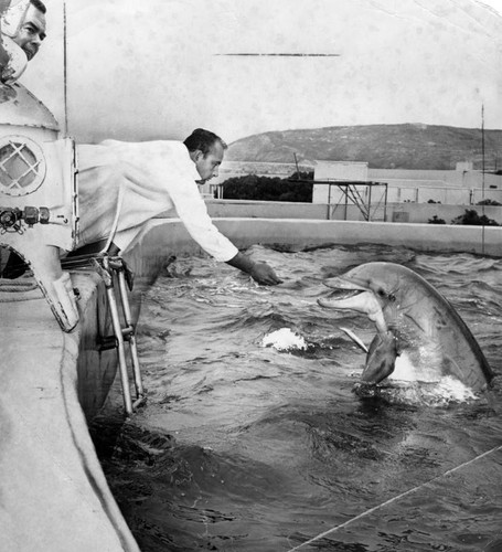 Trainer Ray Cribbs beginning the 'education' of a dolphin