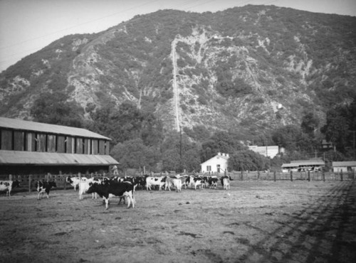 Cows at dairy in Azusa