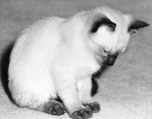 Cat close-up