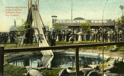 Color postcard of California Alligator Farm