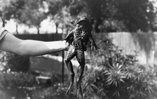 Woman holding a frog