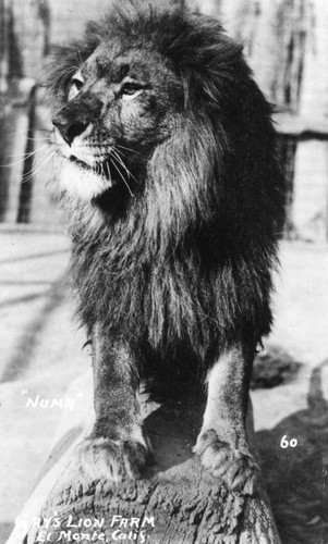 Numa, Gay's Lion Farm