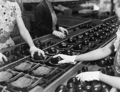 Avocado packing plant