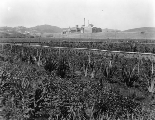 U.C.L.A. buildings under construction