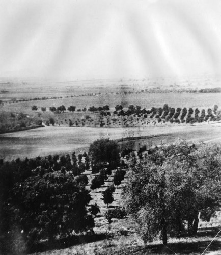 Cultivated fields, Pasadena