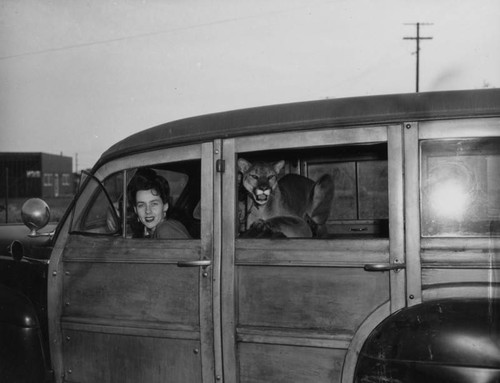 Mountain lion in car