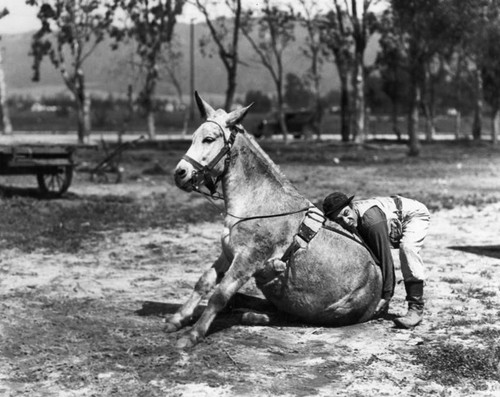 Man and stubborn mule