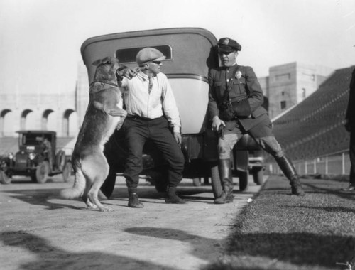 Police dog demonstration